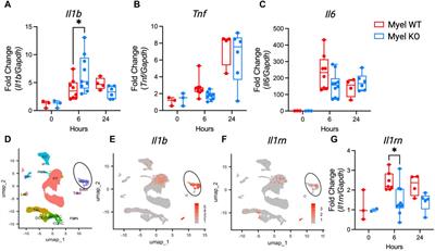 Novel anti-inflammatory effects of the IL-1 receptor in kidney myeloid cells following ischemic AKI